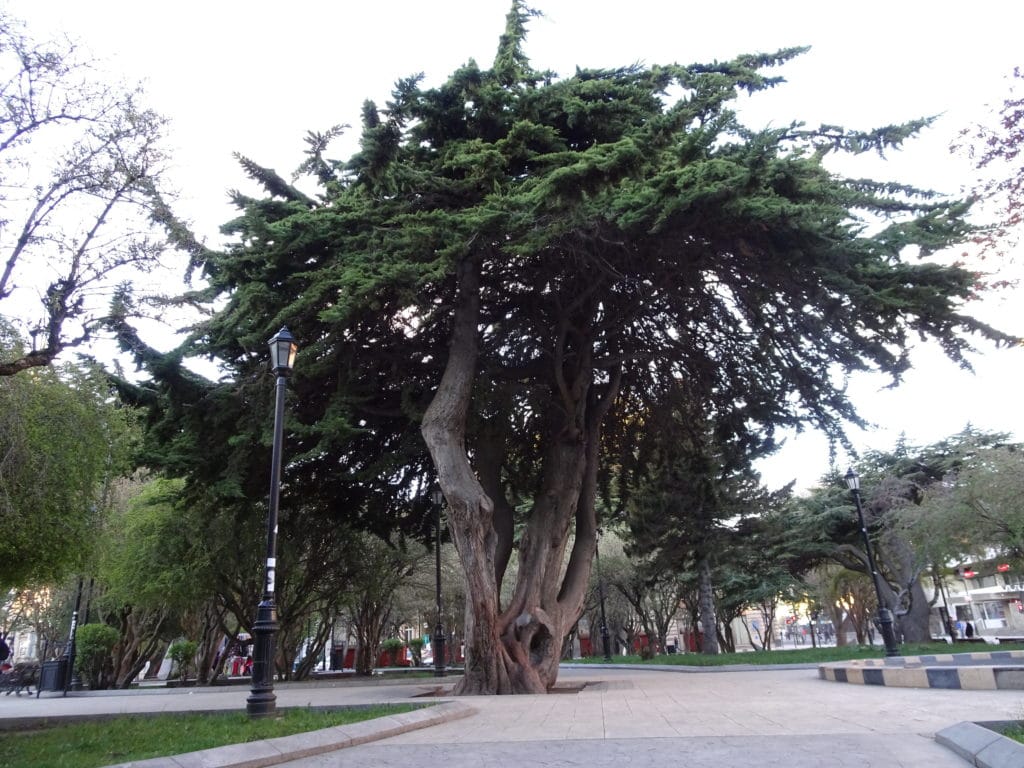 Bel arbre sur la Plaza de Armas de Punta Arenas