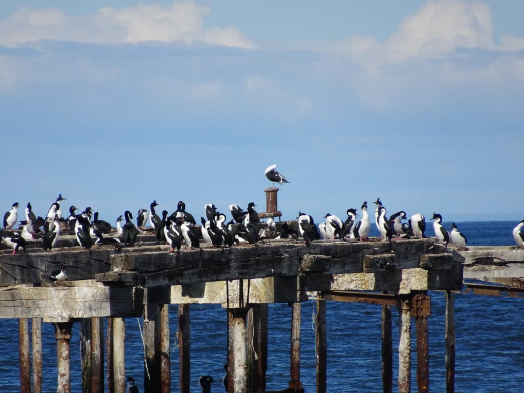 Des oiseaux (cormorans et albatros) sur l'ancien embarcadère