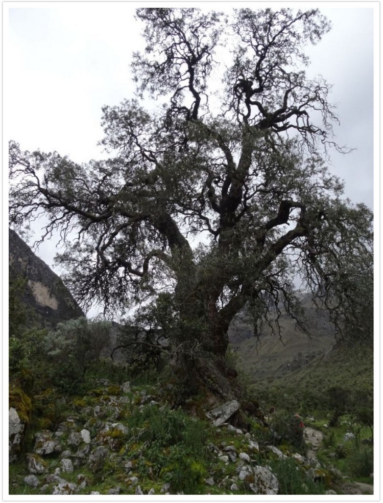 Magnifique arbre dans le fond de la vallée du Rio Ranrahirca