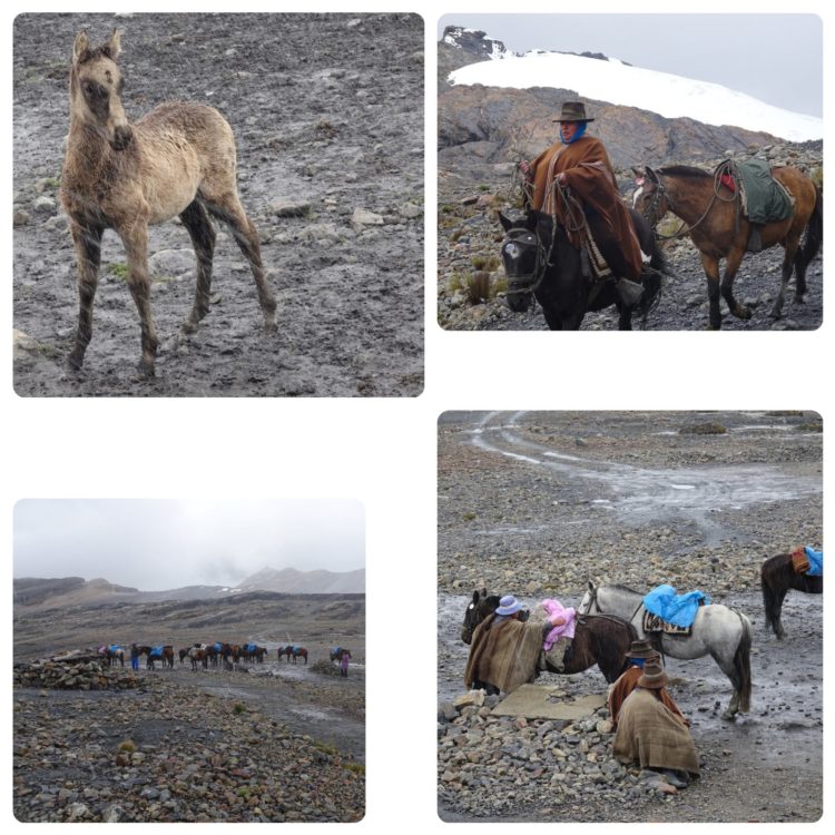 Jeune poulain sous la neige et service de cheval pour aider les touristes à accéder au glacier sans trop d'efforts