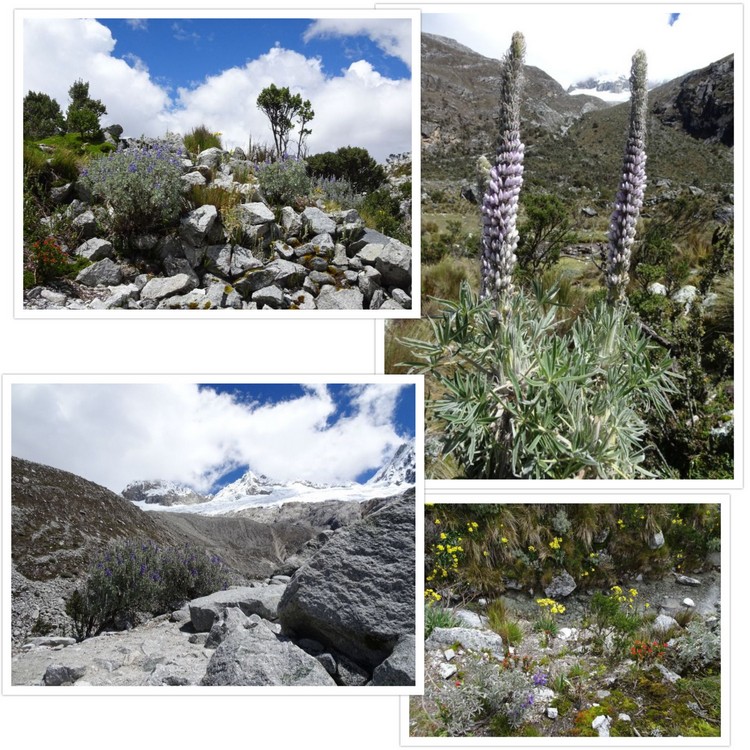 Quelques fleurs à proximité de la Laguna 69