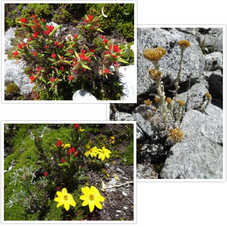 D'autres fleurs autour de 4600m d'altitude