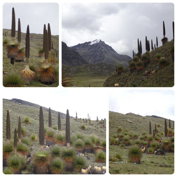 Plantes plus âgés ayant généralement fleuris. On peut voir la grande inflorescence sur celles-ci.