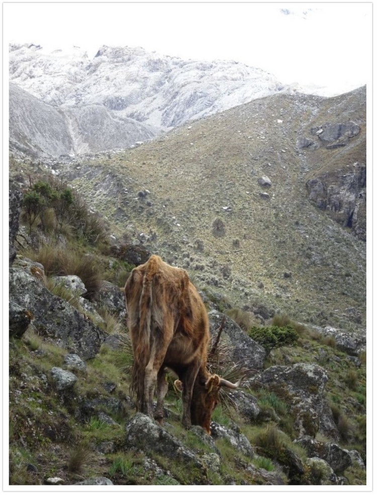 Une vache devant la montagne