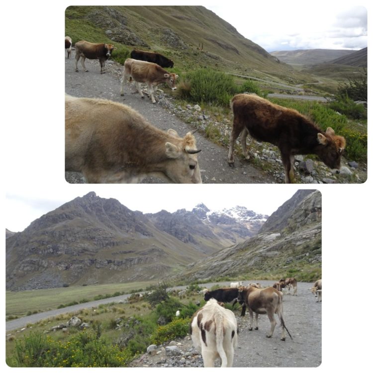 Vaches au milieu de la route