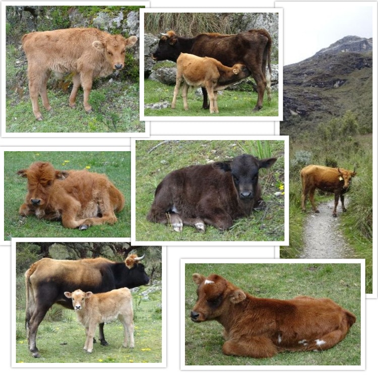 Des beaux petits veaux, leurs mamans et une vache au milieu du chemin !