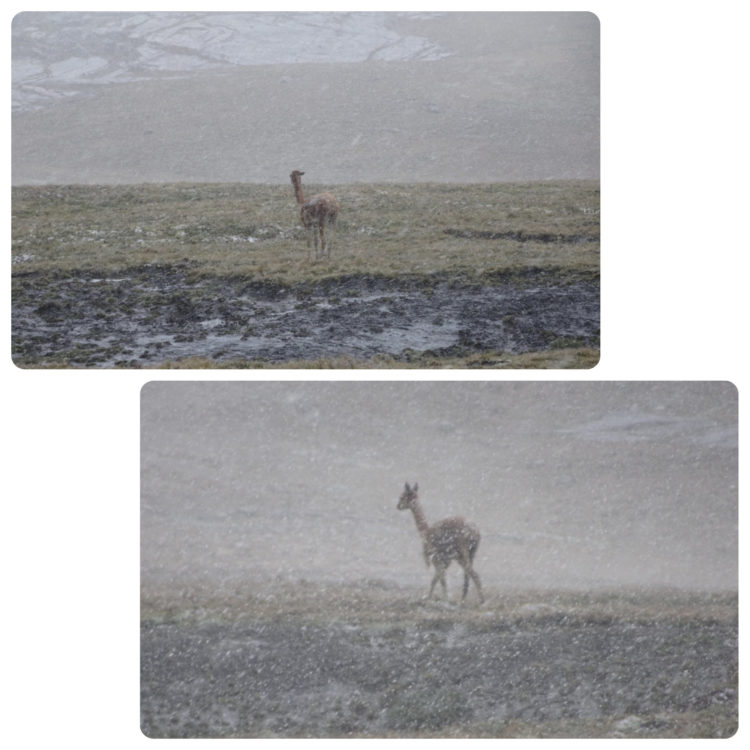 Vicuñas sous la neige !