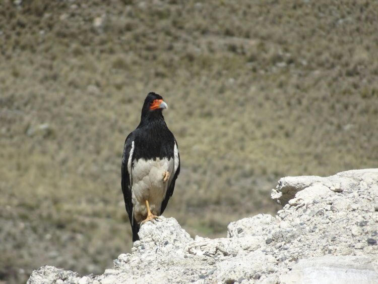 Caracara montagnard aperçu en bord de route un peu avant d'arriver à La Paz