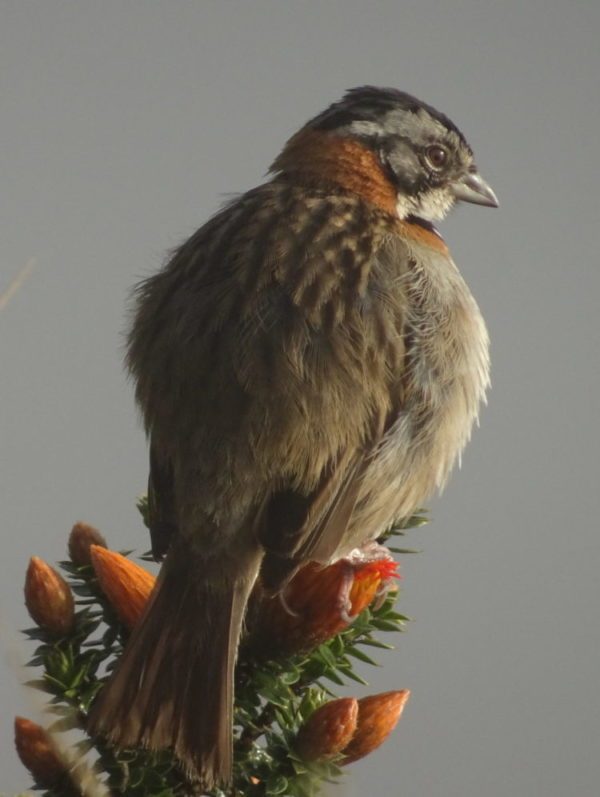 Oiseau au petit matin au cratère du Quilotoa en Equateur