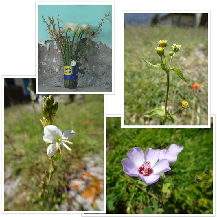 Fleurs vues durant la balade et pot de fleurs Inca Kola