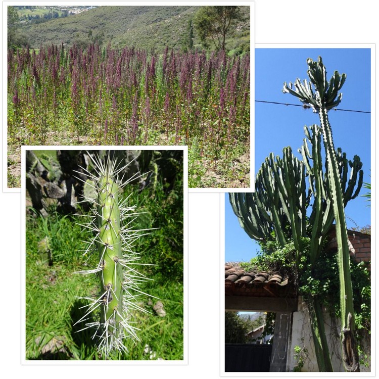 Cactus géant, porte cure-dents et champ de quinoa