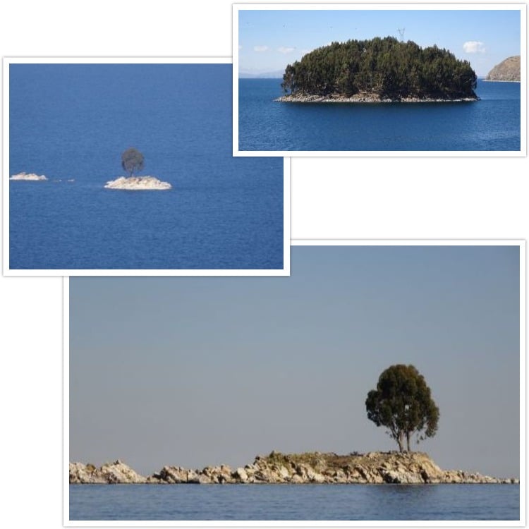 Arbres perdus sur le lac Titicaca