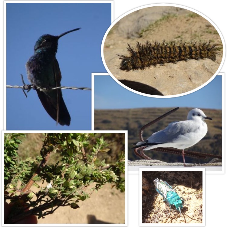 Echantillon de nature sur les bords du lac Titicaca